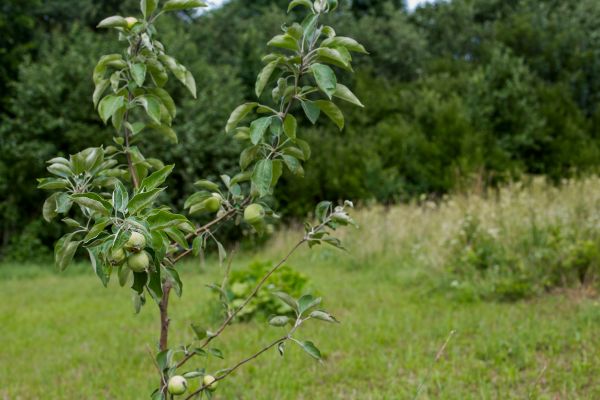 Apple Tree Planting in Gig Harbor