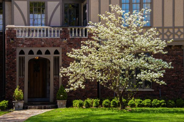 Dogwood Tree Planting in Gig Harbor